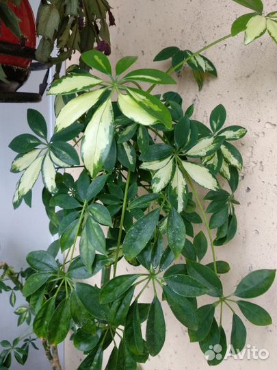 Шефлера вар