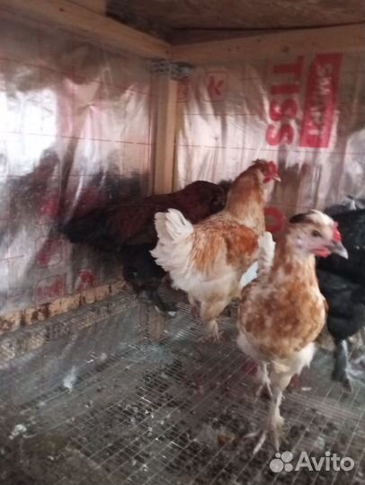 Петушки молодые