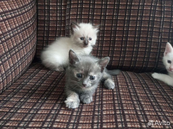 Животные-кошки