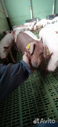 Спермодозы Чистопородный дюрок, крупная белая