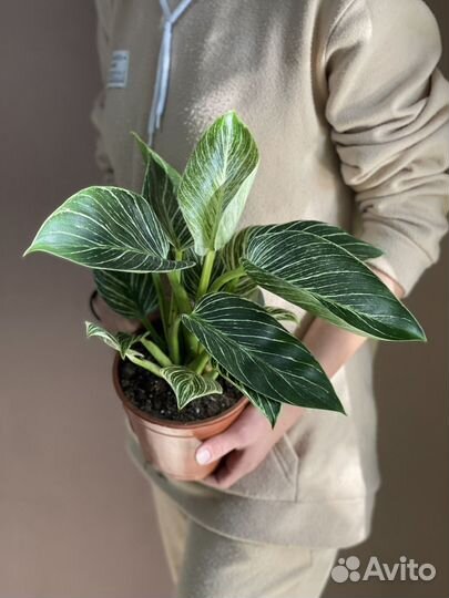 Филодендрон биркин d12