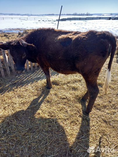 Тёлки, бычки