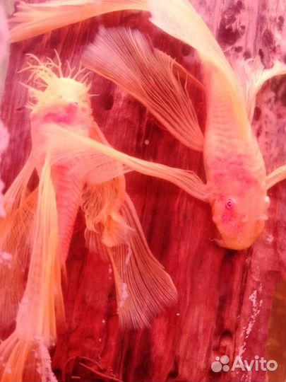 Анциструс вуалевый