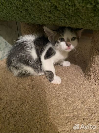 Котята метисы бенгальской кошки