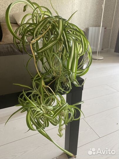 Домашние растения