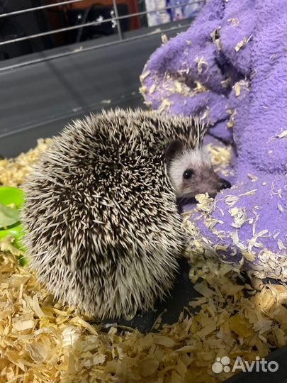 Африканский карликовый еж