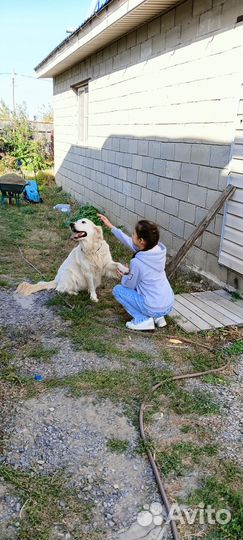 Найдена собака