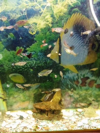 Гуппи, мальки гуппи, водоросли, акция