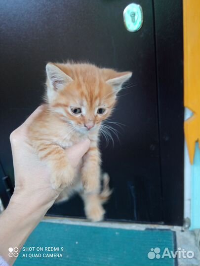 Котята в добрые руки бесплатно