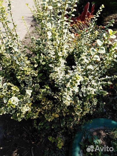Бересклет Форчуна Euonymus fortunei Canadale Gold