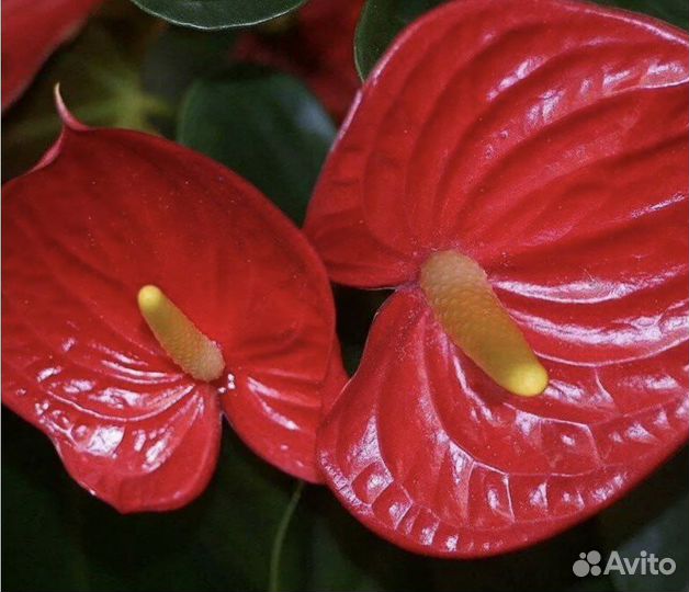 Антуриум красный детки