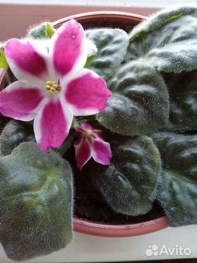 Фиалки, сансевиера, декабрист. Отростки цветов