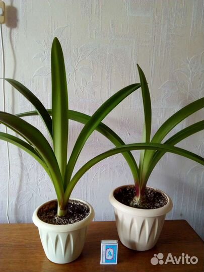 Валотта прекрасная, амариллисы и гиппеаструмы