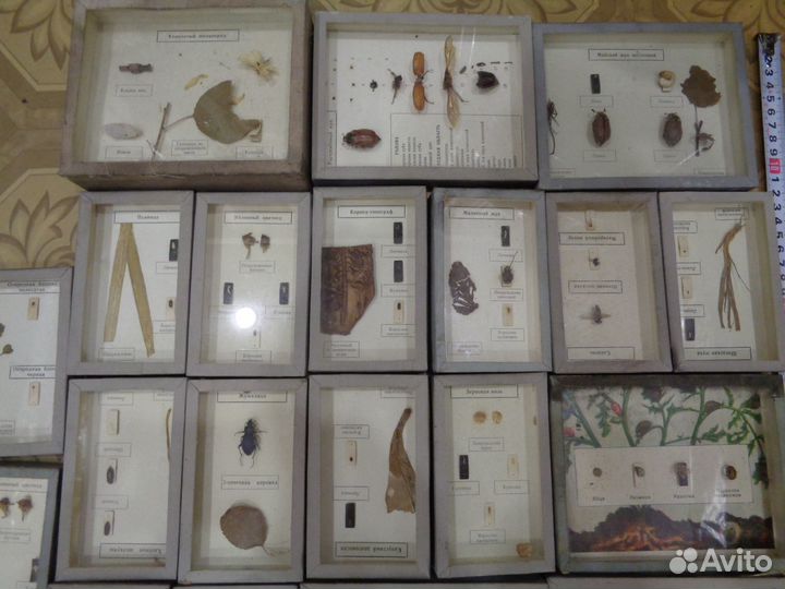 Набор коллекций членистоногих РСФСР