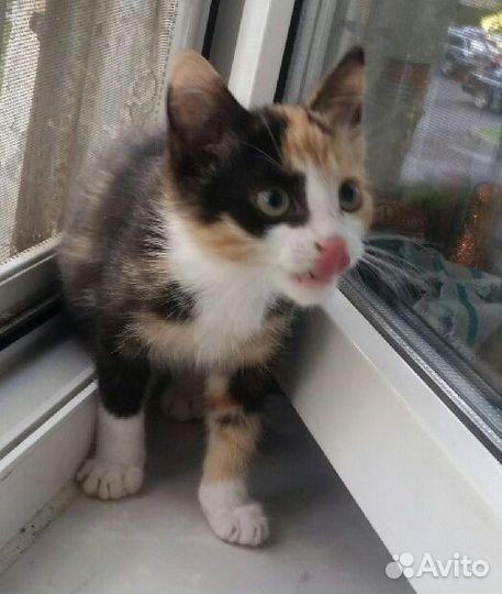 Отдам котёнка девочку (трехцветный метис)