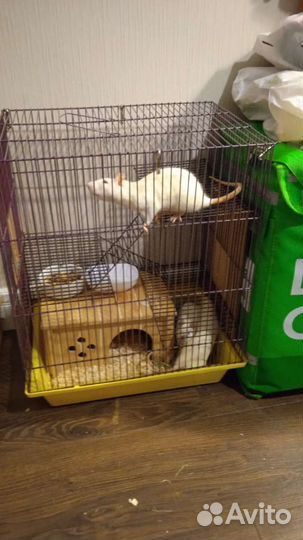 Отдам в добрые руки крысы