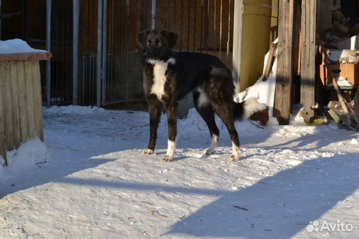 Собака кобель