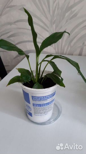 Спатифиллум