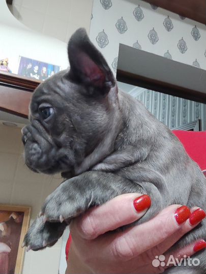 Мальчик французского бульдога