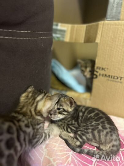 Бенгальские котята