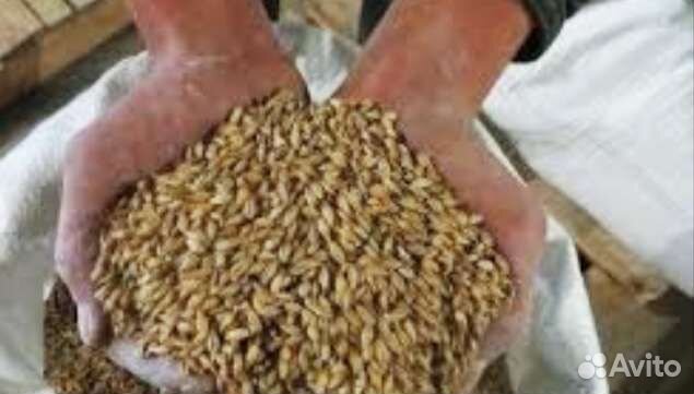 Зерно ячмень