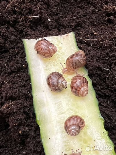 Улитки ахатины бесплатно