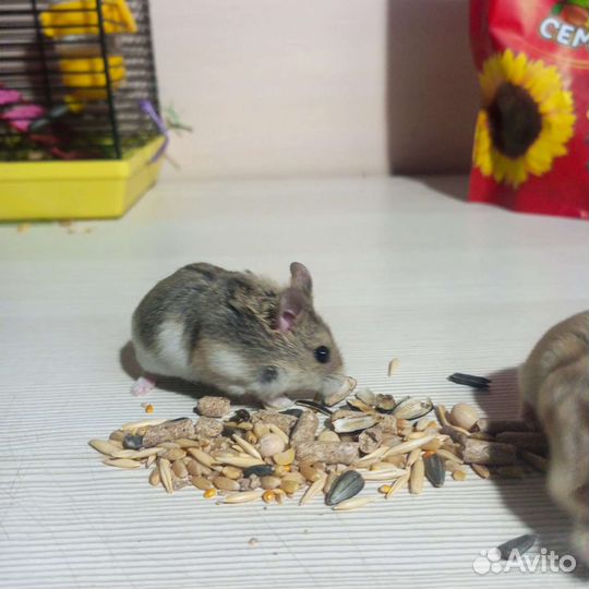 Джунгарский хомяк