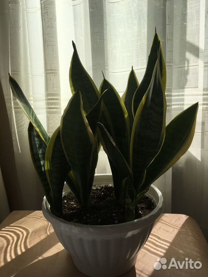 Комнатные домашние растения