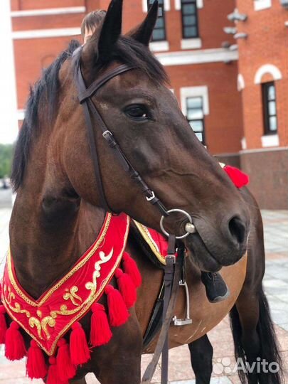 Упряжная рабочая лошадь обмен