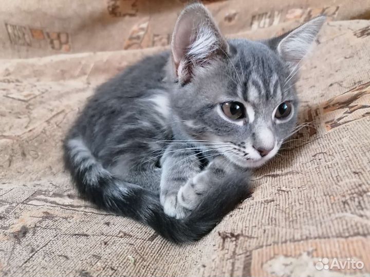 Котенок в добрые руки