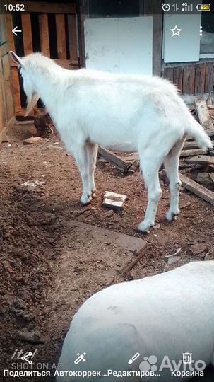 Козаприму-поросёнок