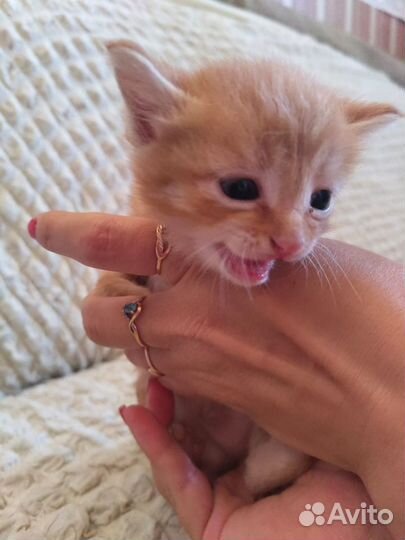 Рыжее счастье в дом