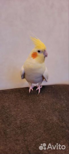 Попугай карелла самец