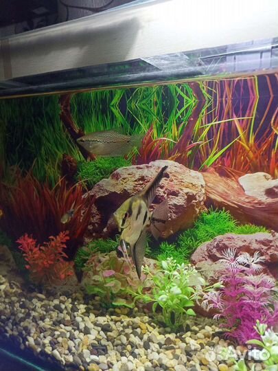 Аквариум 98л