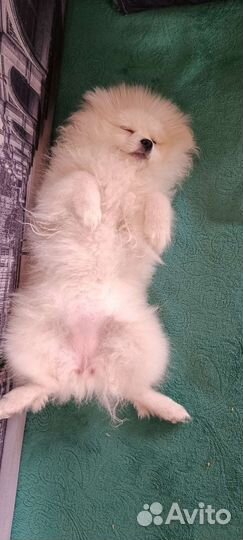 Передержка собак и кошек