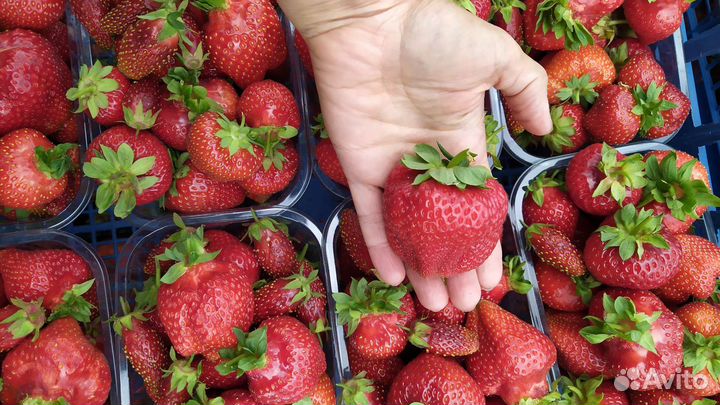 Рассада клубники зкс в наличии и на заказ