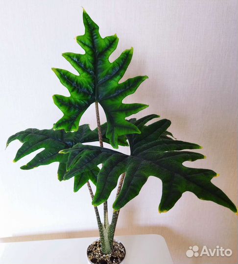 Алоказия Аглаонема Пилея Спатифиллум Диффенбахия