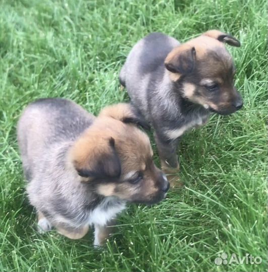 Щенки