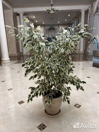 Бенджамина (фикус, большие цветы)