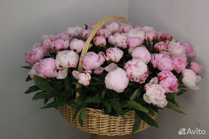 Гипсофила оптом и в розницу