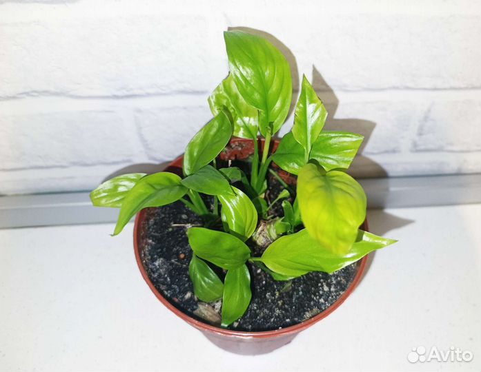 Редкие и экзотические растения 3