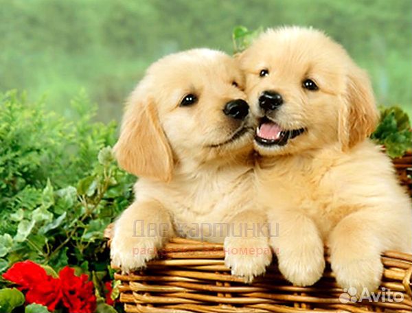 Алмазная мозаика 21x25 Два пушистых щенка в корзин