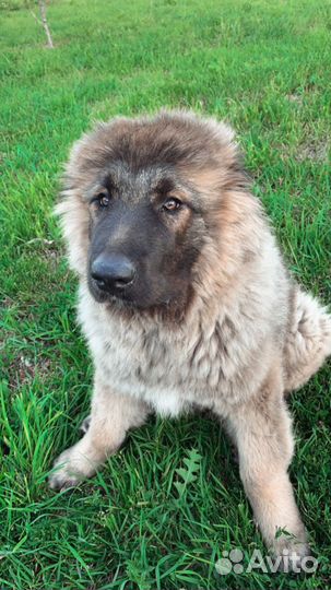 Вязка кавказская овчарка