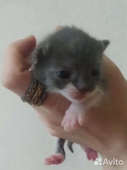 Котятки от домашней кошки мэнкс, 11 июля,3 котёнка