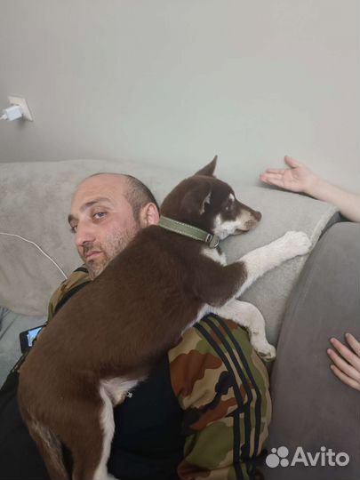 Сибирский хаски