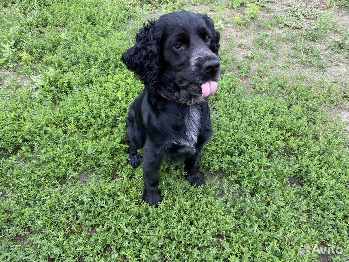 Русский спаниель