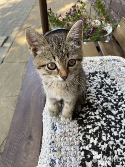 Котенок