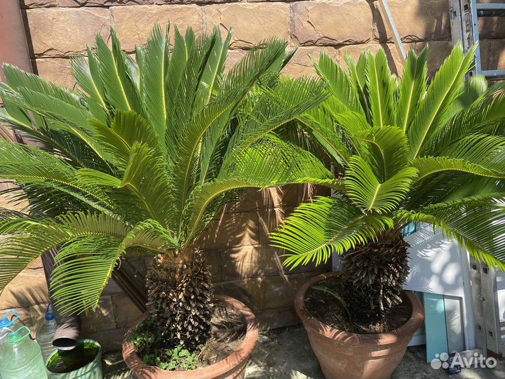 Саговая пальма (саговник, цикас)