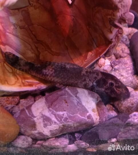 Сомики анциструсы