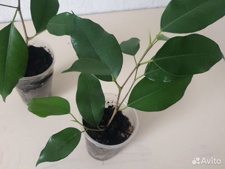 Фикус Бенджамина